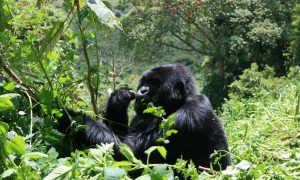BEST TIME TO VISIT BWINDI IMPENETRABLE FOREST NATIONAL PARK