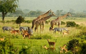 BEST PLACES FOR WILDLIFE VIEWING SAFARIS IN UGANDA