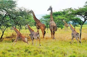 2 Day Akagera And Ihema Tour