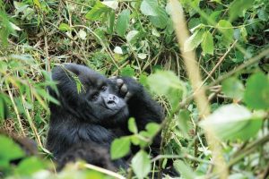 2 Day Rwanda Gorilla Trekking Tour