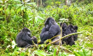 3 Days Rwanda Gorilla Trekking Safari