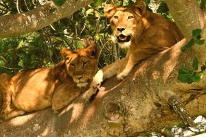 3 days Queen Elizabeth and Bwindi Safari