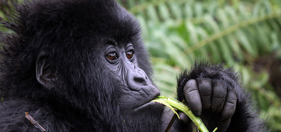 4 days Gorilla Trekking Safari Uganda