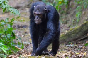 5 Days Rwanda Chimpanzee And Gorilla Trekking Tour