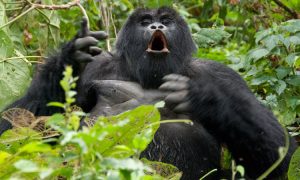 5 Days Rwanda Chimps And Gorilla Tour.