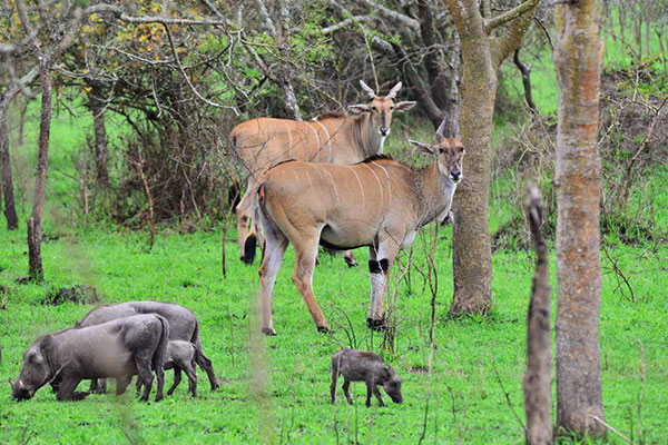7 Days Uganda Wildlife Safari