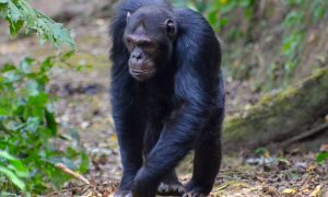 5 Days Rwanda Chimpanzee And Gorilla Trekking Tour