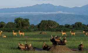 6 days Kibale, Queen and Bwindi