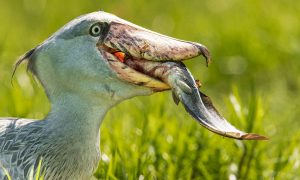 9 Days Uganda Birding Safari
