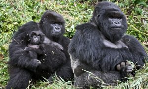 3 Days Bwindi Gorilla Tour